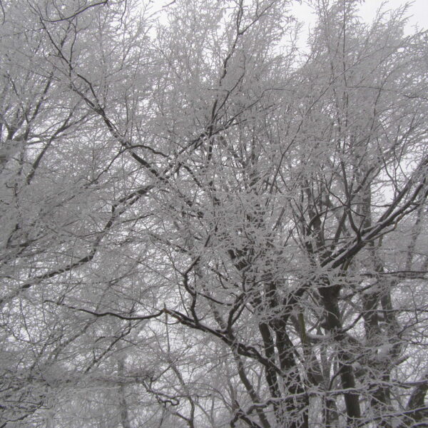 Zúzmarás ágak_Pilis